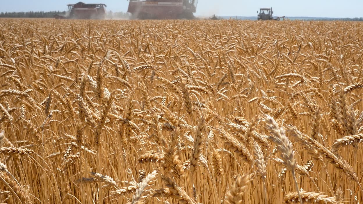 Russie : un premier navire chargé de blé à destination de l’Afrique